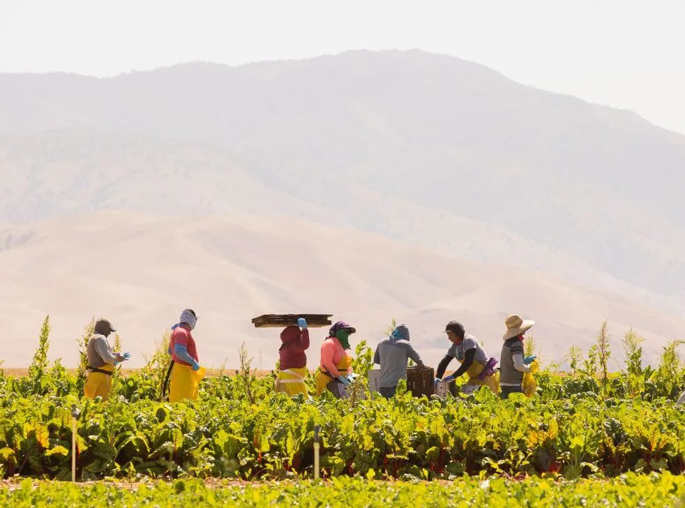 Farmworkers harvesting a field with the California hills behind them