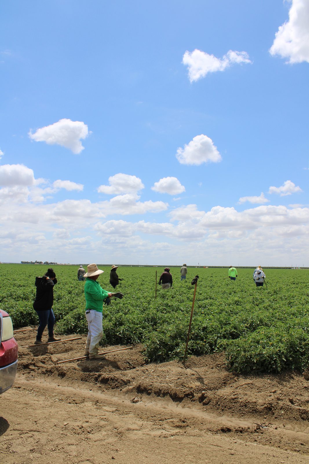 A crew of farmworkers tending a tomato field under an open sky