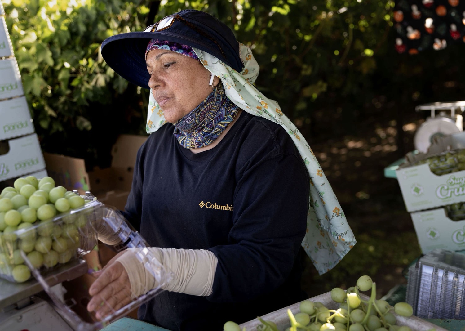 Farmworkers supported by the California Farmworker Foundation